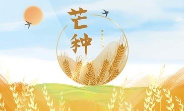 二十四節(jié)氣 | 芒種